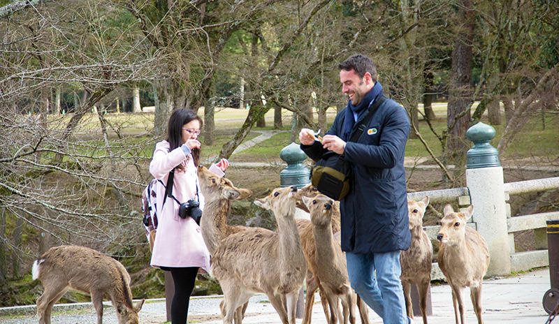 deer at Nara Park