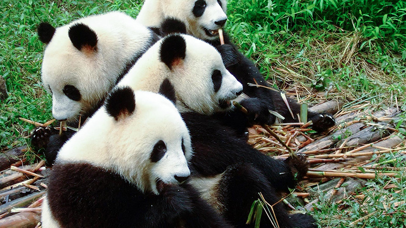 Giant Pandas in Wolong National Nature Reserve