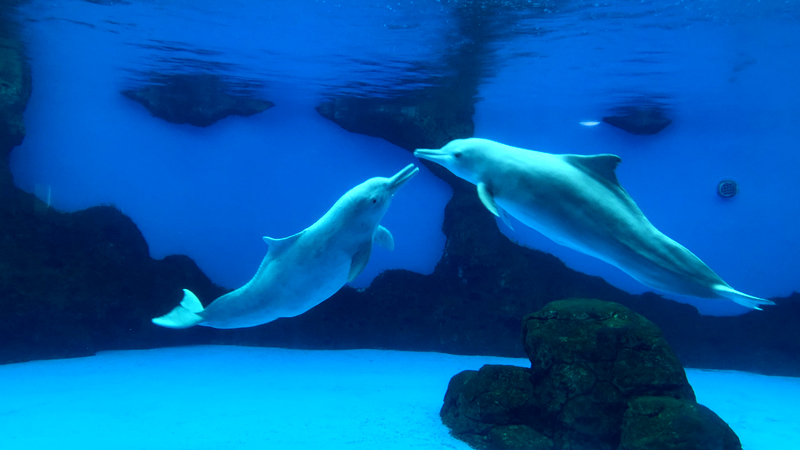 Marine Animal Performance Venue