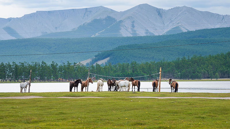 Grassland in Mongolia