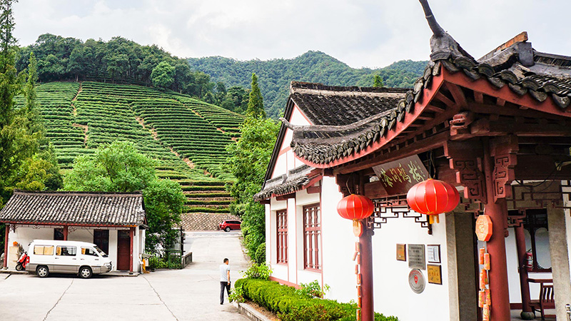 Dragon Well Tea Plantation