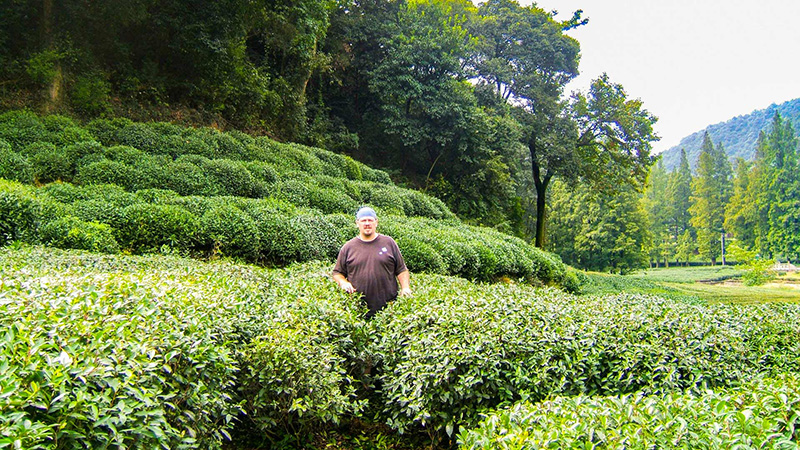 Longjing Tea Garden, Hangzhou
