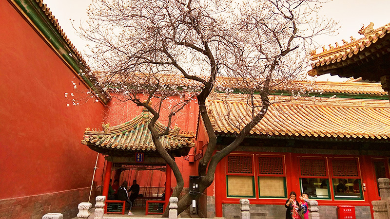 Forbidden City in Spring 