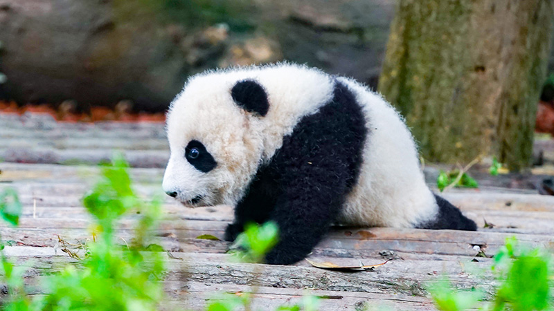Baby Panda in Chengdu Panda Base
