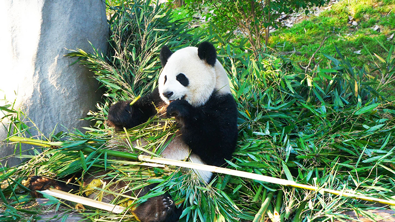 Giant panda in a breeding base in Chengdu