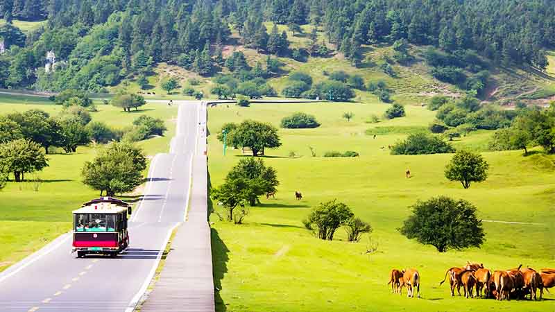 Fairy Mountain Grassland with Bus and Cows