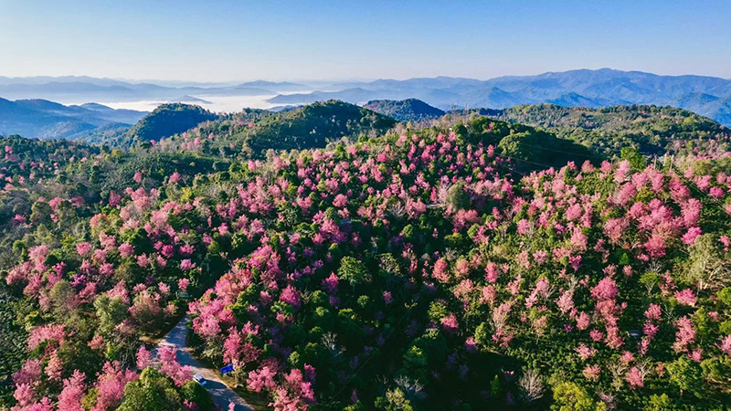 Cherry Blossom Valley in Dali, Yunnan