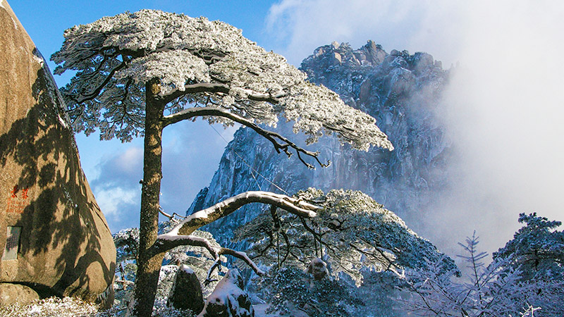 Guests-Greeting Pine in winter in Huangshan