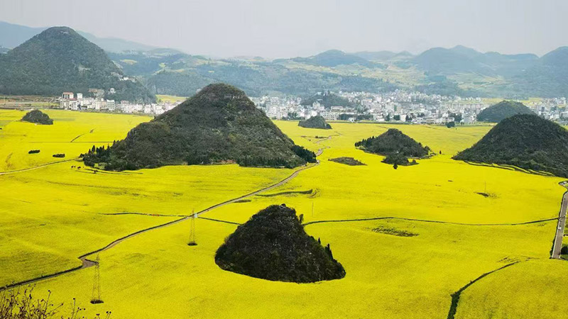 Scenery of rapeseed flower in Luoping