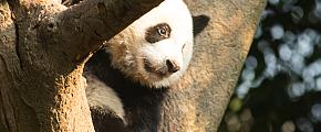 All You Want to Know About the Giant Panda