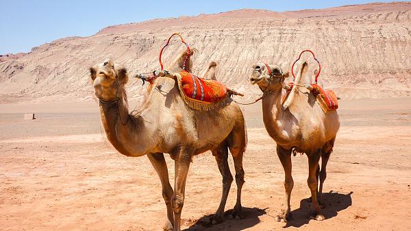 Camels in the Flaming Mountain, Turpan
