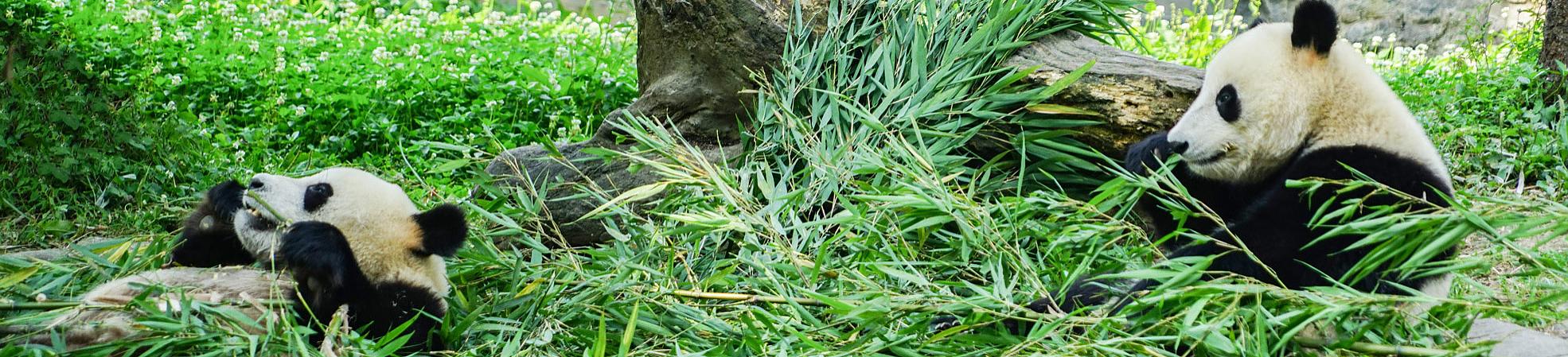 Wenshu Temple - History of Over 1,000 Years 