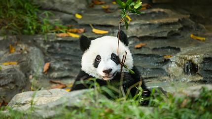 Research Base of Giant Panda Breeding, Chengdu