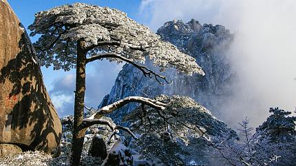 Welcoming Pine, Huangshan 