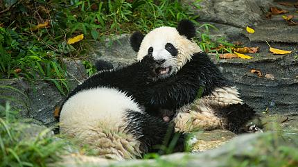 Chengdu Research Base of Giant Panda Breeding