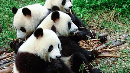 Research Base of Giant Panda Breeding, Chengdu