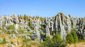 Stone Forest