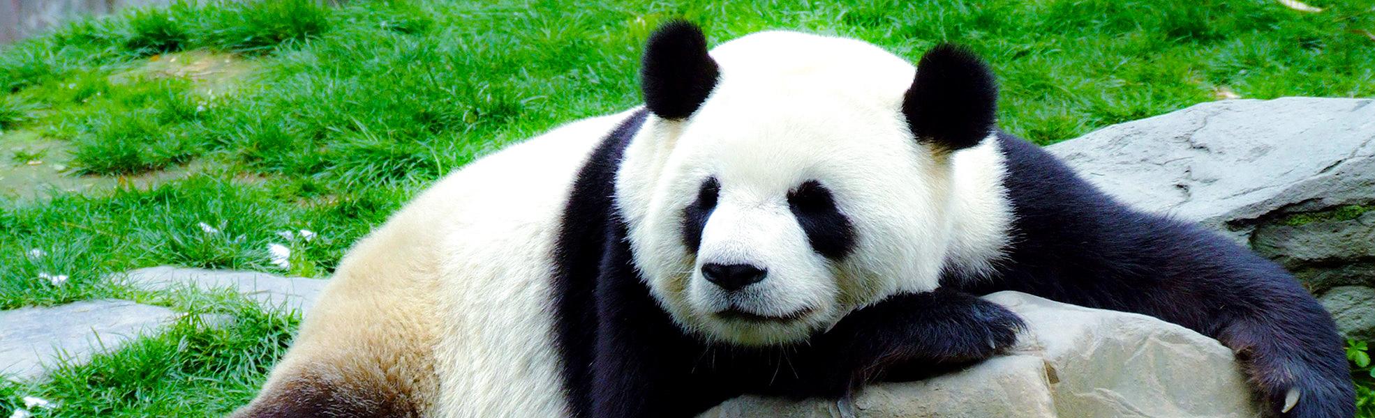 Giant Panda in Chengdu
