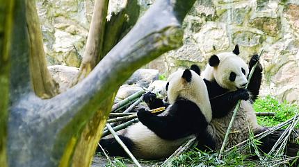 Pandas