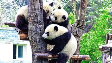 Wolong National Nature Reserve's Panda