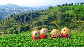 Tea Plantation
