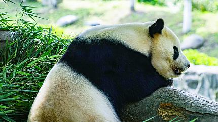 Giant Panda Breeding Research Base, Chengdu