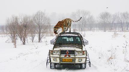 Siberian Tiger Park, Harbin
