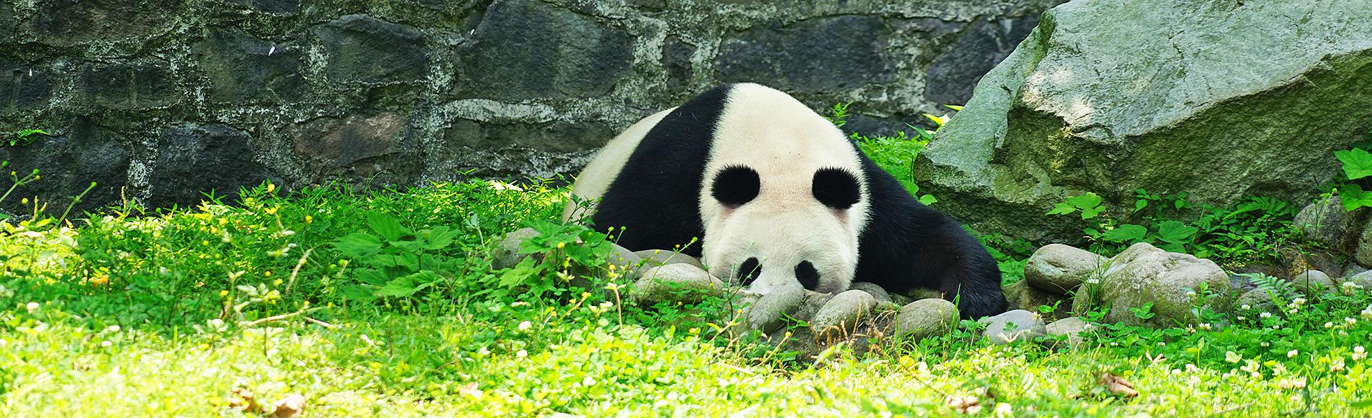 Panda in Chengdu