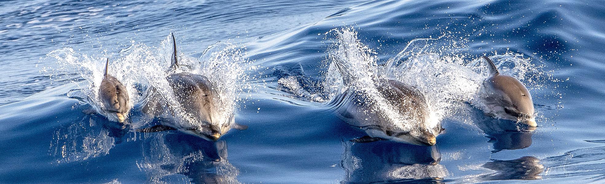 Dolphin Watching in the Philippines