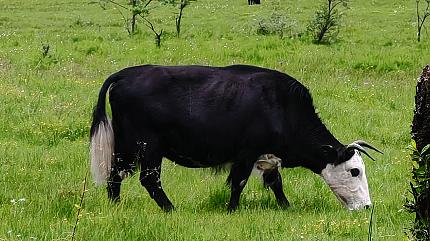 Natural scenery around Siguniang Mountain