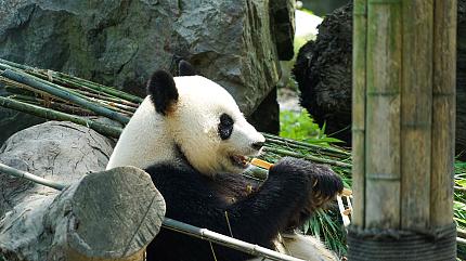 Chengdu Research Base of Giant Panda Breeding